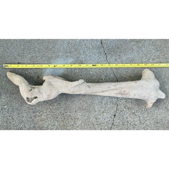 Ohio River Driftwood 20.5"x5"x3" - Picture 1 of 3